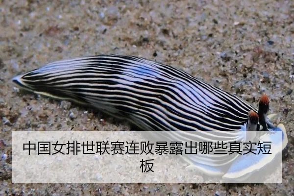 中国女排世联赛连败暴露出哪些真实短板